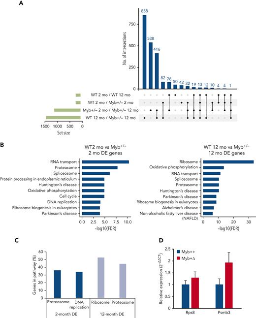 RNA-seq analysis determines key pathways that are altered by low levels of Myb. (A) UpSet plot showing the significantly (adjusted P < .10) DE genes from RNA-seq comparisons of WT and Myb+/− KSL from young (2-month) vs older (12-month) animals. Each row represents the different conditions where points to the right of the sets provide information about the intersecting sets of the different conditions. The vertical bars indicate the number of intersecting DE genes in each combination of conditions. The set size below the horizontal bars represents the number of DE genes within each set (condition). The UpSet plot was generated using Intervene (version 0.6.4). (B) KEGG pathway analysis from the comparison of 2-month-WT vs Myb+/− and 12-month-old WT and Myb+/− KSL cells. The top 10 most significant pathways are depicted based on their FDR. (C) The percentage of genes in each depicted pathway that are significantly DE in 2- and 12-month-old KSL. (D) Quantitative PCR of RNA expression in aged Myb+/+:CreERT2:mTmG and Myb+/Δ:CreERT2:mTmG sorted GFP+ KSL cells. Values represent the mean expression plotted as 2−ΔΔCT with SEM n = 3. DE, differentially expressed; FDR, false discovery rate; SEM, standard error of the mean.