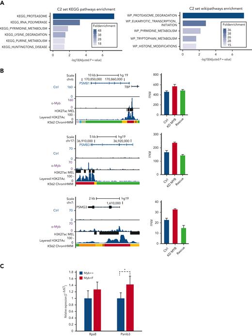 A subset of genes encoding proteostasis-associated proteins are directly regulated by Myb in both mouse HSC and a human hematopoietic progenitor line. (A) Functional enrichment of the subset of mouse Myb insufficiency–responsive genes where their human homologs are direct target genes of MYB. Results from Wikipathways (upper panel) and KEGG pathway (lower panel) are shown. (B) A subset of Myb insufficiency–responsive genes are direct target genes of MYB in K562 cells. Left panels: UCSC tracks showing MYB occupancy at the PSMB1, PSMB3, and PSMG3. In addition to the K562 ChIP-seq tracks, we incorporated H3K27Ac tracks (accession ID: ENCFF117MIF) from the MEL mouse cell line, which is described as analogous to K562 cells in the ENCODE database. To make the MEL cell line–derived H3K27Ac ChIP-seq peaks compatible with human hg19 coordinates, we used the UCSC liftOver tool26 before uploading it to the MYB UCSC session and visualizing the tracks using the UCSC genome browser.27 Right panels: expression profiles of PSMB1, PSMB3, and PSMG3, respectively, in K562 cells after small interfering RNA knockdown of MYB and rescue by the transient expression of 3✕TY1-MYB. (C) Quantitative PCR of RNA expression in Myb+/+:CreERT2:mTmG and Myb+/F:CreERT2:mTmG sorted GFP+ KSL cells 24 hours after deletion. Values represent the mean expression plotted as 2−ΔCT with SEM. n = 4 P = .047. SEM, standard error of the mean.