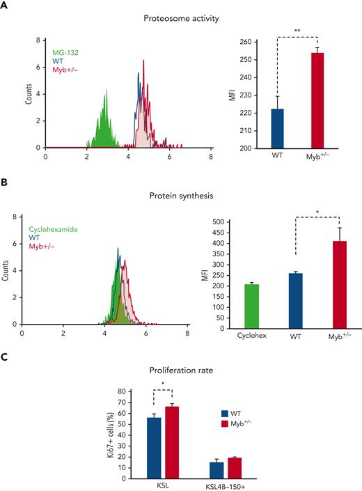 Myb deficiency affects protein production and degradation. (A) KSL cells from 2-month-old WT and Myb+/− mice were stained with Me4BodipyFL-Ahx3Leu3VS proteasome activity probe either with or without prior incubation with MG-132. MFI was calculated. n = 3, P = .007. (B) Protein synthesis was assessed in 12-month-old KSL cells from WT and Myb+/− mice, either with or without cycloheximide inhibition, using the OPP assay. MFI was calculated. n = 3, P = .016. (C) Proliferation rate of WT vs Myb+/− HSC from 2-month-old mice. Bone marrow from WT and Myb+/− mice (n = 5) were fixed and permeabilized for intracellular anti-Ki67 staining. KSL HSC and LT-HSC (KSL48-150+) cells were gated for the analysis of Ki67. Data represents the average percentage of Ki67+ cells with SEM. For KSL HSC P = .024. OPP, O-propargyl-puromycin; SEM, standard error of the mean.
