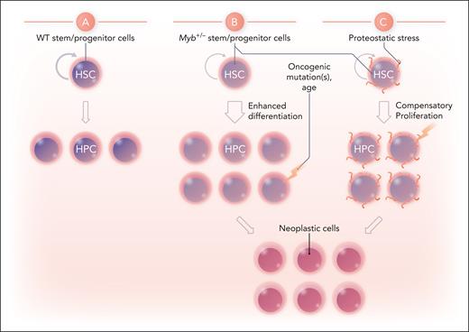 Possible mechanisms for promotion of myeloid neoplasias by partial Myb deficiency. (A) WT HSCs balance self-renewal and differentiation to hematopoietic progenitor cells (HPCs). (B) Myb deficiency may enhance differentiation to myeloid HPCs, providing an increased target population for subsequent oncogenic events. (C) Proteostatic stress resulting from altered expression of MYB-regulated genes leads to compensatory proliferation or other prooncogenic changes favoring subsequent oncogenic events. Professional illustration by Somersault18:24.