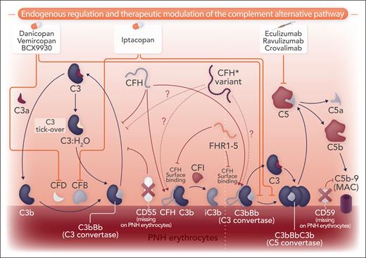 Pleiotropic role of CFH in complement regulation. Simplified illustration of complement activation/regulation on PNH erythrocytes. Spontaneous, continuous hydrolysis of C3 results in low-grade activation of the alternative pathway through the generation of the fluid phase C3 convertase C3H20:Bb; this activates further C3, with surface-bound C3b leading to surface-bound C3 convertase. This initial step is usually disabled on human cells by CD55, but on PNH erythrocytes, the lack of CD55 results in surface complement activation. PNH erythrocytes have continuous and uncontrolled generation of C3 convertase, which in turn generates surface C5 convertase, which can cleave C5, enabling the terminal pathway of the complement, which is not blocked by CD59 (missing on PNH erythrocytes). As a consequence, PNH erythrocytes undergo continuous complement-mediated lysis owing to the formation of its effector membrane attack complex (MAC). CFH is a fluid-phase complement regulator that prevents the formation and promotes the decay of the C3 convertases. CFH also contributes (as cofactor of CFI) to degrading activated C3 (C3b) into inactivated C3 (iC3b). Inherited variants of the CFH gene may account for differences in CFH activity, owing to both variants affecting the CFH complement-regulatory domain or its membrane-binding domain. Furthermore, at least 5 FH-related proteins (FHR-1 to FHR-5) may affect CFH activity by competing with its surface binding; and polymorphisms of FHR genes are quite frequent, with possible functional consequences. In PNH, owing to the lack of the membrane complement regulators, subtle differences in CFH activity may eventually lead to clinical consequences. When the terminal complement is inhibited (eg, by anti-C5 agents such as eculizumab) and MAC-mediated intravascular hemolysis is prevented, these differences may account for different degree of proximal complement activation, leading to different extent of C3-mediated extravascular hemolysis.4 Professional illustration by Luk Cox, Somersault18:24 (based in part on Ricklin and Cines11).