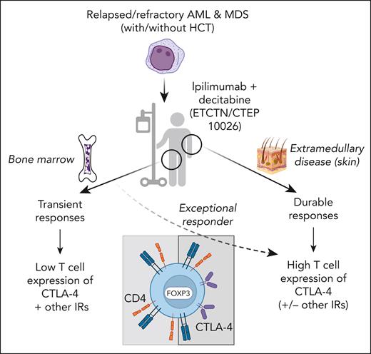 Patients with relapsed or refractory acute myeloid leukemia (AML) or myelodysplastic syndrome (MDS) were treated with ipilimumab and decitabine on NCI Experimental Therapeutics Clinical Trials Network/Cancer Therapy Evaluation Program 10026 (NCT02890329). Patients with postallogeneic hematopoietic cell transplantation (HCT) relapse or HCT naïve were enrolled in 2 separate cohorts. Responses in patients with bone marrow disease were observed but were transient, whereas more durable responses were seen in patients with extramedullary disease (eg, leukemia cutis). In patients with bone marrow disease, ipilimumab led to the recruitment of CD4+ FOXP3+ regulatory T cells but not CD8+ T cells to the marrow, and expression of inhibitory receptors (IRs), including CTLA-4, was infrequent on CD4+ and CD8+ marrow-infiltrating T cells. In contrast, T cells infiltrating extramedullary relapses expressed CTLA-4 and FOXP3, along with markers of resident memory. One exceptional responder with bone marrow disease had a preponderance of CTLA-4+ FOXP3+ T cells at baseline, suggesting the overall modest responses seen in bone marrow disease were due to lack of target for CTLA-4 blockade. Overall, the results from this study indicate that the bone marrow environment has distinct effects on T cells that might render immune checkpoint blockade less effective for bone marrow resident malignancies. Created with BioRender.com.