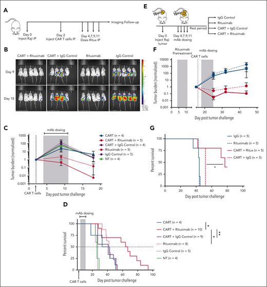 CAR T cells with mAb therapy provides an additive antitumor effect. (A) NSG mice that underwent engraftment IP with Raji-GFP/Luc tumor cells were treated with 5e5 CD19-CAR T cells and 4 total doses of rituximab (100 μg/mouse) on the indicated days. (B) Tumor burden was assessed via BLI and shown for a representative study, and (C) total luminescence was quantified and normalized to pretreatment tumor burden. (D) Survival curves for tumor-bearing mice (2 independent experiments) treated with CD19-targeted CAR T cells and rituximab or a control mAb. (E) NSG mice received engraftment IP with Raji tumors, and all mice received a round of 4 doses (100 μg/mouse) of rituximab. Mice were subsequently divided into the indicated treatment groups. CAR-treated mice were given a dose of 5e5 CAR T cells. (F) Tumor burden was monitored via BLI. See supplemental Figure 2B for the associated survival curve. (G) Overall survival (OS) curves for mice pretreated with rituximab followed by a 10 day rest period. Rituximab-refractory experiment is shown for 1 representative study. See supplemental Figure 2 for replicates. Statistics were performed using a log-rank survival analysis.