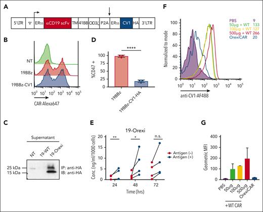 Human CAR T cells can be engineered to express CV1. (A) Vector encoding the CD19 second-generation CAR (19BBz) and CV1 were used to transduce primary human T cells. (B) Transduction efficiency was assessed via flow cytometry, using an anti-idiotype antibody against the anti-CD19 CAR, conjugated to Alexa647 fluorochrome reactive. (C) Supernatant of transduced T cells was subjected to immunoprecipitation and western blot analysis for expression and secretion of CV1. (D) Raji tumor cells were incubated with supernatant from transduced T cells and then subsequently analyzed via flow cytometry for CD47 expression. (E) Secreted CV1 after the coculture of 19BBz Orexi CAR T cells with CD19+ or CD19– tumor cells, was measured via ELISA (3-4 independent donors). (F) NSG mice were injected IV with either PBS, WT CAR combined with recombinant CV1 at different doses, or OrexiCAR T cells; 1 hour postinjection (p.i.) peripheral blood was collected and analyzed for CV1 occupancy. (G) Quantification of geometric MFI of CV1 staining from panel F. Statistics were performed using student t test. ERss, endoplasmic reticulum signal peptide; HA, hemagglutinin epitope tag; MFI, mean fluorescence index; PBS, phosphate-buffered saline; TM, transmembrane domain.