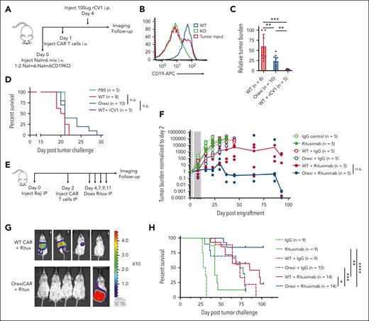 OrexiCAR T cells potentiate the antitumor efficacy of rituximab. (A) NSG mice that received engraftment with a 1:2 ratio of Nalm6-GFP/Luc and Nalm6-CD19KO-GFP/Luc were treated with WT or OrexiCAR T cells. (B) Loss of CD19 expression in Nalm6 KO was confirmed via flow cytometry. (C) Tumor burden at day 9 after engraftment was quantified using BLI and normalized to highest tumor burden. Combined 2 independent experiments. (D) Survival curves for treated mice from 2 independent experiments. (E) NSG mice that underwent engraftment with Raji-GFP/Luc tumor cells IP were treated with 5e5 WT or OrexiCAR T cells and subsequently treated with rituximab or control antibody. (F) Tumor burden was measured over time using BLI (median tumor burden line is drawn) and shown for day 86 after engraftment in (G). (H) Combined survival curves for treated mice from 2 to 3 independent experiments. Statistics were performed using Student t test or log-rank survival analysis.