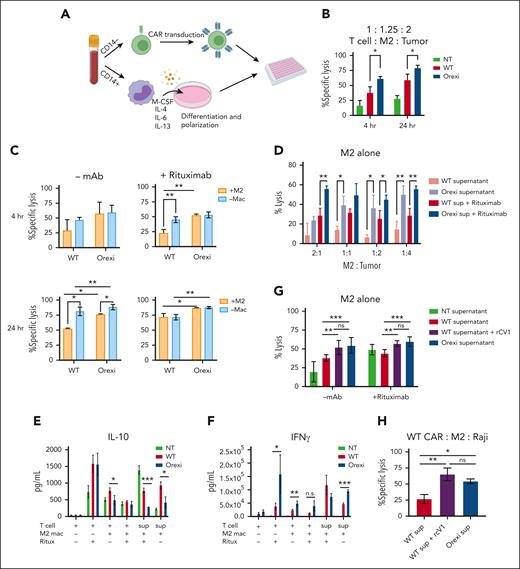 OrexiCAR T cells overcome M2-mediated immunosuppression. (A) Schematic of experimental set up. (B) T cells, M2s, and Raji-GFP/Luc tumor cells were cocultured for 4 and 24 hours. Tumor lysis was measured using luminescence. (C) Same experiment in panel B, which compared effect of M2s on T-cell–mediatedtumor lysis. (D) M2s alone were cultured with Raji tumor cells at indicated ratios in either WT or OrexiCAR supernatant ± rituximab (1μg/mL). (E-F) Supernatants from the indicated experiments were harvested after 24 hours and analyzed using Luminex for IL-10 (E) and IFN-γ (F). (G) M2s alone were cultured with Raji tumor cells in WT supernatant, WT supernatant supplemented with recombinant CV1 in excess, or OrexiCAR supernatant for 4 hours, and tumor lysis was measured. (H) WT CAR T cells, M2s, and Raji tumor cells were cocultured for 4 hours in the indicated supernatant. Data shown are from 1 representative human donor; all experiments were corroborated with 2 or more donors. Statistics were performed using student t test. –mac, no macrophages present; mac, macrophage; NT, nontransduced T cells; ritux, rituximab; sup, supernatant harvested from transduced T cells.