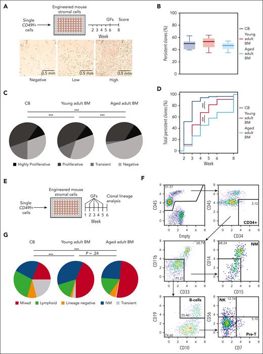 Sustained long-term and multilineage output potential of CD49f+cells from birth to late adulthood in clonal in vitro assays. (A) Design of the stromal cell coculture system used to measure the 8-week clonal kinetics of NM cell production from individual human CD49f+ cells obtained from differently aged donors. (B) Proportion of individually assessed CD49f+ cells that showed persistent outputs to week 8 based on analyses of 898 cells from 5 CB samples, 538 BM cells from 3 young adult donors, and 539 BM cells from 3 samples of aged adult donors. (C) Distribution of clonal outputs from each donor age group (clone categories: H, highly proliferative; P, proliferative; T, transient; N, negative; ∗∗∗P < .001; Fisher exact test). (D) Cumulative distribution of the time at which each persistent clone first appeared (∗∗∗P < .001; Komoglerov-Smirnov test). (E) Design of the stromal coculture system used to measure the 6-week multilineage (lymphoid and/or NM) cell output potential of individual CD49f+ cells obtained from differently aged donors. (F) Representative gating strategy of indicated lineages present in the 6-week harvests of the multilineage cocultures described in panel E. (G) Average distribution of the 6-week clone types obtained from the different sources of CD49f+ cells tested, based on analyses of 239 cells from 2 CB samples, 240 cells from 2 young adult BM samples, and 240 cells from 2 aged adult BM samples; ∗∗∗P < .001; Fisher exact test.