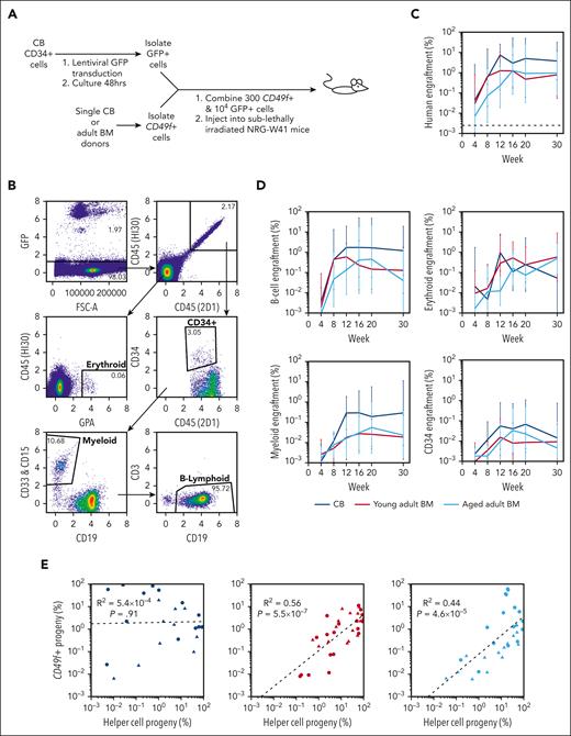 Similar in vivo repopulating activity of neonatal and adult CD49f+cells when cotransplanted with CD34+CB “helper” cells. (A) Design of a cotransplantation strategy to compare the regenerative potential of CD49f+ cells isolated from donors of different ages. (B) Flow-cytometric analysis of the cells in a representative BM aspirate obtained from a mouse that had undergone cotransplantation 12 weeks earlier with CB CD49f+ cells and GFP-labeled CD34+ CB cells. (C-D) Percentage of human CD49f+ cell (GFP−) (C), and NM, B-lymphoid, erythroid, and CD34+ progeny (D) from input CB, young adult BM, or aged adult BM measured in the total number of viable cells present in the BM aspirate obtained at each time point assessed. Values indicate the geometric mean of pooled values from all mice in each group assessed in 2 independent experiments (2-3 mice per donor per experiment). Bars indicate the geometric means ± 1 standard error of the mean (SEM). (E) Linear regression analyses of CD49f+-progeny (GFP−) and GFP+ chimerism levels for CB (left), young adult BM (center), and aged adult BM (right). Points indicate paired results within each individual mouse at each different time point assessed after transplant. Symbols indicate mice that had undergone transplantation with different donors of the CD49f+ cells tested.