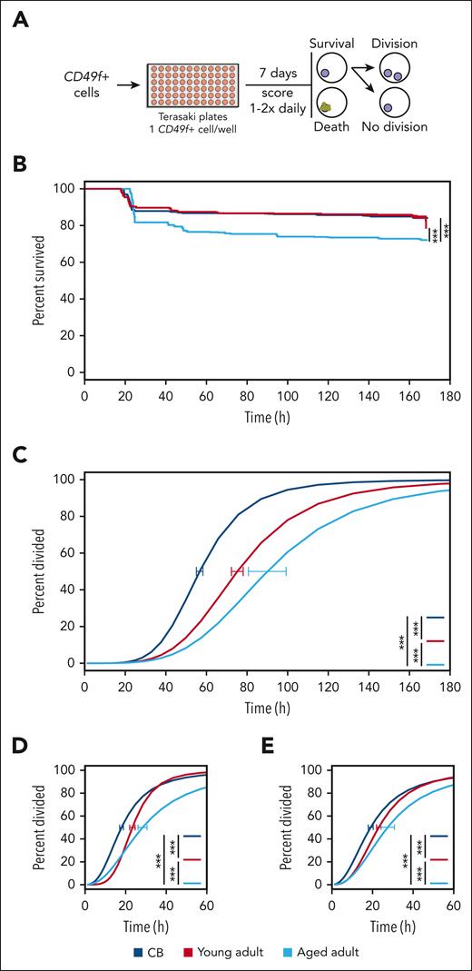 GF-stimulated CD49f+cells display a progressive age-related delay in vitro. (A) Design of the culture system used to compare the survival and cell division kinetics of CD49f+ cells isolated from differently aged donors over 7 days of culture. (B) Kaplan-Meier curves of CD49f+ cell survival in the cultures described in panel A (log-rank test, ∗∗∗P < .001). (C) Weighted dose-response curves describing the completion of a first division of the different sources of CD49f+ tested. Curves reflect only CD49f+ cells that remained viable past a first division, or until the end of the assay without dividing. Error bars are indicated at the median point of each curve (CB = 57 hours, young adult = 75 hours, aged adult = 90 hours) and indicate the range defined by ± 1 SEM of this estimate (∗∗∗P < .001). Time required for clones to complete a second (D) or third (E) division after completing their previous division (∗∗∗P < .001).