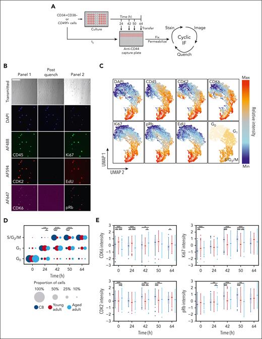 Paired cell cycle state and molecular analysis of individually tracked primitive human hematopoietic cells reveal an age-associated prolongation of G1in the adult cells. (A) Experimental design to enable the in vitro serial immunofluorescence tracking of changes in the properties of individual cells isolated from donors of different ages over time. (B) Representative fluorescence images obtained from the experimental design described in panel A; scale bar = 100 μm. (C) UMAP distribution of different phenotypic properties of individually assessed CD49f+ and CD34+CD38– cells from CB and young or aged adult BM cultured for 0, 24, 42, 50, or 64 hours and analyzed as described in panel A. Assignment of regions of the UMAP distribution to the different phases of the cell cycle by K-means clustering (bottom-right). (D) Proportion of CD49f+ cells in different phases of the cell cycle after different times in culture. The size of each circle is scaled to show the proportion of total cells in each cell cycle phase at the culture time point when the assessment was made (∗P < .05; ∗∗P < .01; ∗∗∗P < .001; Holm-corrected Wilcox tests). (E) Scaled intensity (Z scores) of CDK6, CDK2, Ki67, and pRb protein levels measured in the CD49f+ cells analyzed at each time point shown (∗P < .05; ∗∗P < .01; ∗∗∗P < .001; Holm-corrected Wilcox tests).