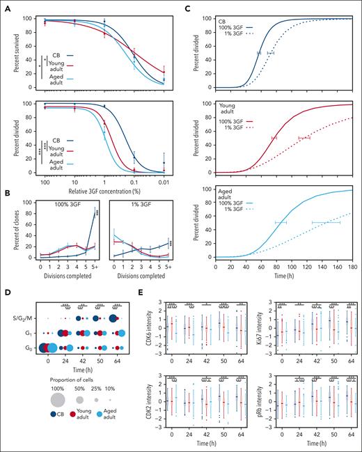 CD49f+cells show an aging-related increase in their 3GF concentration requirement to stimulate their division. (A) Weighted 3GF dose-response curves for CD49f+ cell survival (top) and proliferation (bottom) monitored over a 7-day period in vitro as described in Figure 3A. Proliferation curves are normalized to cells that survived either past a first division or for 7 days without dividing. Points indicate the mean ± 1 SEM of the survival and proliferation responses of each group of cell types assessed (∗P < .05; ∗∗∗P < .001). The 50% effective dose concentrations were interpolated from the fitted curves (survival: CB = 0.11%, young adult = 0.09%, aged adult = 0.19%; proliferation: CB = 0.2%, young adult = 0.6%, aged adult = 0.9%). (B) Percent of clones that completed the indicated number of divisions by day 7 at 100% 3GF (left) or 1% 3GF (right). Lines connect the observed mean ± 1 SEM of the proportion of cells from each donor source that had completed the indicated number of divisions within 7 days. (∗∗∗P < .001; pairwise Kruskal-Wallis tests). (C) Kinetics of 3GF-stimulated timing of a first division of CD49f+ cells from different sources exposed to 100% (solid lines) or 1% (dotted lines) 3GF cocktail (CB: 100% and 1% 3GF, 57 hours and 72 hours, respectively; young adult: 100% and 1% 3GF, 77 hours and 116 hours, respectively; aged adult: 100% and 1% 3GF, 85 hours and 145 hours, respectively). Error bars drawn at the median value of each curve indicate the range defined by ± 1 SEM of this estimate for each sample type. (D) Proportion of CD49f+ cells cultured in 1% 3GF in different phases of the cell cycle assessed at different times. The size of each circle represents the proportion of total cells in each phase at the time shown (∗P < .05; ∗∗P < .01; ∗∗∗P < .001; Holm-corrected Wilcox tests). (E) Scaled intensity (Z scores) of CDK6, CDK2, Ki67, and pRb protein levels found in the CD49f+ cells analyzed (∗P < .05; ∗∗P < .01; ∗∗∗P < .001; Holm-corrected Wilcox tests).