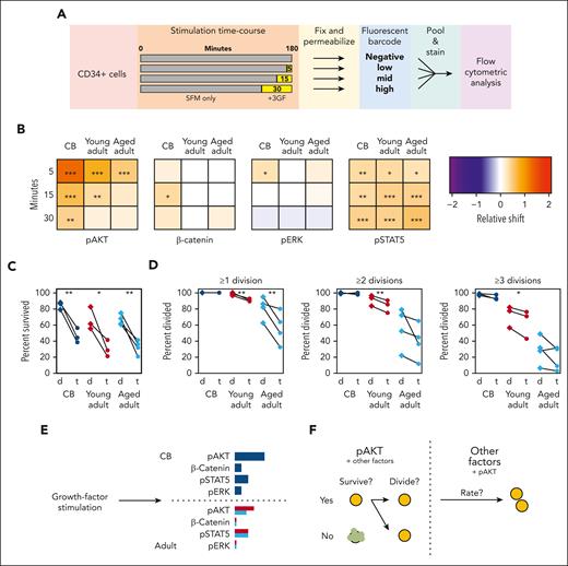 AKT signaling drives the 3GF-activated survival and division of primitive human hematopoietic cells. (A) Experimental design used to compare the 3GF-stimulated time course of signaling protein activation assessed by flow cytometric analysis. (B) Median relative shift in the intensity of the indicated marker from the corresponding unstimulated sample in CD49f+ cells exposed to 3GF for different times. Asterisks indicate significant differences from the unstimulated samples (∗P < .05; ∗∗P < .01; ∗∗∗P < .001; bootstrapped probabilities). Paired survival (C) and proliferation (D) effects of dimethyl sulfoxide (d)- or triciribine (t)-mediated inhibition of AKT activation. (E) Model of CD49f+ pathway activation after short-term 3GF stimulation. The length of the colored bars indicates the relative strength of activation of the indicated marker. CB responses are shown in navy, young adult in red, and aged adult in teal. (F) A model of the role of AKT signaling and other factors in regulating different stages of primitive human hematopoietic cell survival and proliferation.