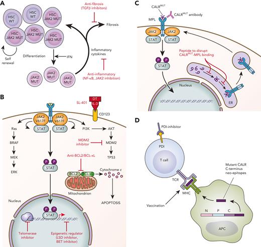 Schematic of novel therapies in development for the treatment of MPNs. (A) Targeting the HSC and microenvironment. JAK2V617F–mutated HSCs show clonal dominance over wild-type HSCs. Interferon preferentially targets JAK2-mutated HSCs to induce exit from quiescence and promote terminal myeloid differentiation, resulting in preferential depletion of JAK2-mutated HSCs. The expanded myeloid clone also disrupts the BM microenvironment through secretion of inflammatory mediators. Novel therapies targeting inflammation and profibrotic cytokines may delay or prevent the progression of early MPNs to MF. (B) Targeting cell signaling, epigenetics, and apoptosis. MPNs are characterized by activated JAK/STAT signaling. Multiple signaling pathways are activated downstream of mutant JAK2 and represent targets for therapeutic intervention. (C) Novel therapies targeting CALR-mutated MPNs. Novel therapies in preclinical development against CALR-mutated MPNs include antibodies to block mutant CALR on the cell surface and peptides to disrupt intracellular MPL/mutant CALR binding. (D) Immune therapies targeting CALR-mutated MPNs. Vaccination strategies to induce T-cell–directed immune activation against CALR-mutated clones take advantage of the mutant CALR C-terminus neoepitopes generated by CALR mutations. APC, antigen-presenting cell; DT, diphtheria toxin; ER, endoplasmic reticulum; IFN, interferon; MUT, mutated; P, phosphorylated; TCR, T-cell receptor; WT, wild-type. Professional illustration by Patrick Lane, ScEYEnce Studios.