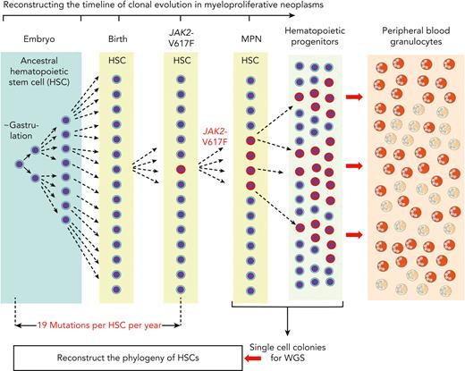 Reconstructing the timeline of clonal evolution in myeloproliferative neoplasms. Schematic drawing of the timeline (not to scale) and the different hematopoietic compartments during the clonal evolution of MPNs caused by JAK2-p.V617F. Starting in embryogenesis with the first division of an ancestral HSC, the daughter cells acquire a number of mutations in their genomes that can be used as markers to distinguish them from all other cells that underwent cell division. New mutations are added during each of the next cell divisions, and by comparing the sequence similarities and differences of individual HSCs, a phylogenetic tree can be reconstructed. This analysis relies on taking bone marrow cells after MPN has been diagnosed and depositing single HSCs or progenitor cells into wells where they can be expanded in liquid culture to obtain single cell–derived colonies. DNA from each of these colonies is then analyzed by WGS. By comparing the sequence similarities and differences of individual HSCs, a phylogenetic tree can be reconstructed that originates in a common ancestor HSC that first divided at the time of gastrulation. The estimate of the time when JAK2-p.V617F mutation was acquired is calculated by assuming a constant mutational rate of 19 mutations per HSC per year. This estimate is not confounded by the increased cell division rate of JAK2-p.V617F mutant HSCs, because only sequence alterations that occurred before JAK2-p.V617F was acquired were used for deriving the estimate.