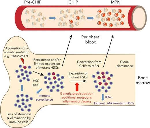 Evolution of MPNs originating from a single HSC that acquired a disease driver mutation. Model summarizing the events from the acquisition of JAK2-p.V617F until the development of MPN disease. The early events occur inside the bone marrow. A single HSC with JAK2-p.V617F can divide to yield 2 HSC daughter cells that carry the mutation, which leads to persistence, and later limited expansion of the mutated HSCs. Alternatively, the mutated HSC can differentiate into committed progenitors that produce a wave of mutant hematopoietic cells, but eventually are exhausted, due to loss of stemness. The mutant HSCs can also be eliminated at this early stage by cells of the immune system. During this phase, cells carrying JAK2-p.V617F are not yet detectable in peripheral blood (“pre-CHIP phase”). After expansion of the mutated HSCs and with a latency of years or decades, mature hematopoietic cells carrying JAK2-p.V617F are produced that become detectable in peripheral blood as “clonal hematopoiesis of undetermined potential (CHIP).” In only a minority of cases, the JAK2-p.V617F mutant HSC clone expands and produces committed progenitors that become dominant in bone marrow and can be diagnosed as MPN with elevated blood counts in peripheral blood. The factors favoring this conversion from CHIP to MPN are listed under the red arrow. The size of the JAK2-p.V617F mutant HSC clone can be reduced by interferon-α (IFNα), which acts by pushing the mutant HSCs into the cell cycle and thereby exhausting them,