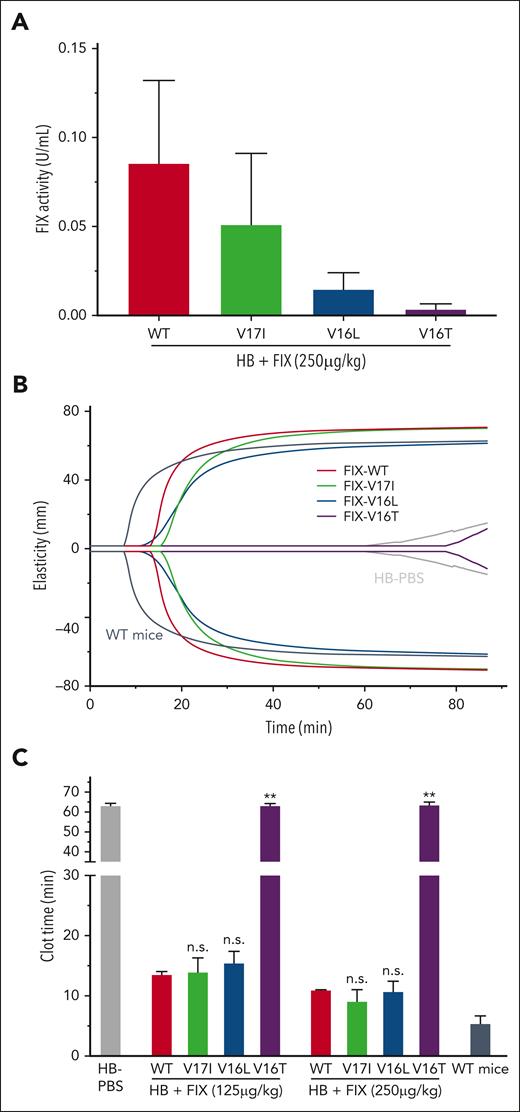Analysis of FIX-WT and FIX variant activities in HB mice 10 minutes after FIX injection. (A) FIX activity levels based on 1-stage aPTT FIX-specific clotting in plasma from HB mice injected with FIX proteins (250 μg/kg). Data are presented as the mean ± SD from n = 3 to 4 per group. (B) Representative ROTEM traces in whole blood obtained from HB mice that received FIX protein (125 μg/kg). Controls: WT mice (dark gray) and HB mice (gray). (C) ROTEM clot times after the administration of FIX proteins at the indicated doses in HB mice. Data are presented as mean ± SD from n = 2 to 5 per group. Adjusted P values were obtained using an analysis of variance (ANOVA) test followed by a Tukey test. ∗∗P < .001 or not significant (n.s.) represent FIX variants vs FIX-WT infused animals.