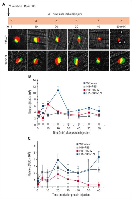 Hemostatic response after laser-induced injury to arterioles. (A) Images depict representative thrombi induced at 1, 10, 20, 30, 40, and 60 minutes after injection of 25 μg/kg FIX-WT or FIX-V16L into HB mice. Platelets (red) were detected using an Alexa555-labeled rat anti-CD41 F(ab)2 and fibrin (green) Alexa647-labeled anti-fibrin antibodies; areas of overlap are yellow. (B-C) Graphs showing the median area under the curve (AUC) for CD41 or fibrin vs time curve in HB mice injected with FIX-WT or FIX-V16L (25 μg/kg), or PBS. Each time point represents the median ± SD of 4 to 5 thrombi from 4 to 5 mice.