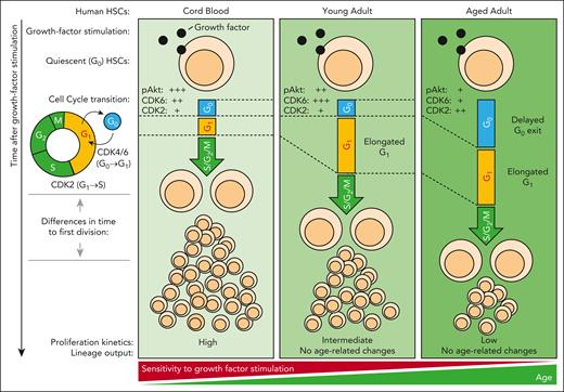 Aged HSCs are desensitized to growth-factor stimulation. Age-related changes in young adult and aged HSCs lead to a reduction in Akt signaling, G1 elongation, and reduced proliferation after growth-factor stimulation. These changes are exaggerated in aged HSCs, which show a delayed G0 exit. pAkt indicates the phosphorylation and activation of Akt. +++, ++, and + correspond to high, intermediate, and low levels of pAkt, CDK6, and CDK2 protein, as reported in Hammond et al, in freshly isolated HSCs before growth-factor stimulation. G0, G1, S, G2 and M indicate cell cycle phases. S/G2/M indicates combined duration of S, G2 and M cell cycle phase.