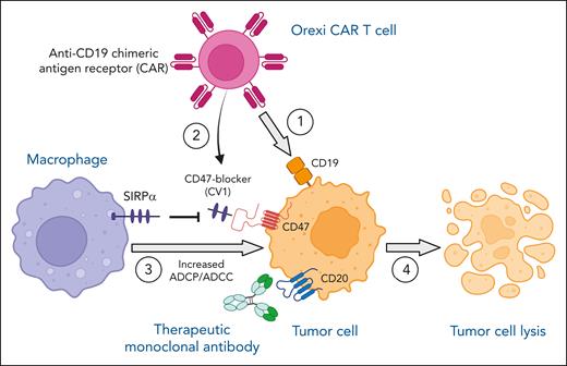 Anti-CD19 Orexi CAR T cells, secreting a CD47-SIRPα checkpoint inhibitor (CV1), potentiate antibody-mediated (anti-CD20; rituximab) tumor cell lysis via enhancing macrophage-mediated ADCP/ADCC. On administration of anti-CD19 Orexi CAR T cells and therapeutic anti-CD20 mAb rituximab, anti-CD19 CAR engages CD19 on the tumor cell surface (1). Local CV1 secretion by Orexi CAR T cells is enhanced because of CAR stimulation by CD19-positive tumor cells (2). CV1 binds to CD47 expressed by tumor cells and blocks the signaling pathway between inhibitory SIRPα on macrophages and tumor-CD47, enabling increased macrophage-mediated ADCP/ADCC (3). Overall, this synergistic approach of combining CAR T-cell therapy, local CD47 blockade, and mAb therapy results in increased tumor cell lysis (4). Figure created with BioRender.com.