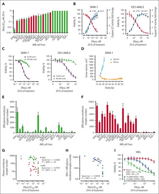 Characterization of eftoza single-agent activity in human AML cell lines. (A) AML cell lines were treated with eftoza for 24 hours and the impact on cell viability was determined using CellTiter-Glo. Half maximal effective concentration (EC50) values were calculated from the resulting dose-response curves using GraphPad Prism. Data represent the mean ± standard error of the mean (SEM; n = ≥3). The TP53 status of AML cell lines (supplemental Table 3) was obtained from the World Health Organization International Agency for Research on Cancer. Red bars depict cell lines expressing TP53 wild-type (TP53wt); green bars depict cell lines harboring mutations affecting the expression of TP53 (TP53mut). (B) OCI-AML2 and SKM-1 cells were treated with eftoza for 24 hours and the impact on caspase-3/7 activity was determined in relation to cell viability using Caspase-Glo 3/7 and CellTiter-Glo, respectively. Data represent the mean ± SEM (n = 3). (C) Dose-response curves of OCI-AML2 and SKM-1 cell lines treated with eftoza for 24 hours alone or pretreated 1 hour with z-VAD-FMK (zvad). Viability was determined using CellTiter-Glo. Data represent the mean ± SEM (n = 3). (D) Mice bearing SKM-1 tumors were treated with eftoza (1 mg/kg, every other day × 5) administered intraperitoneally, and the effect on tumor volumes was determined. Data represent the mean ± SEM of 8 mice per treatment group. (E-F) DR4 (E) and DR5 (F) plasma membrane receptor number was determined in a panel of AML cell lines via quantitative flow cytometry. Data represent the mean ± SEM (n ≥2). (G,H) The plasma membrane expression of DR4, DR5, and total DRs (DR4 + DR5) was measured via flow cytometry in the panel of AML cell lines and the correlation with eftoza EC50 values from panel A was determined. The statistical significance was determined using Spearman correlation. (I) Parental and +huDR4- and +huDR5-overexpressing HEL cells were treated with eftoza for 24 hours and the impact on cell viability was determined using CellTiter-Glo. Data represent the mean ± standard deviation (n = 3). Numbers in brackets indicate the mean DR4 or DR5 plasma membrane receptor numbers (mean ± SEM; n = 3).