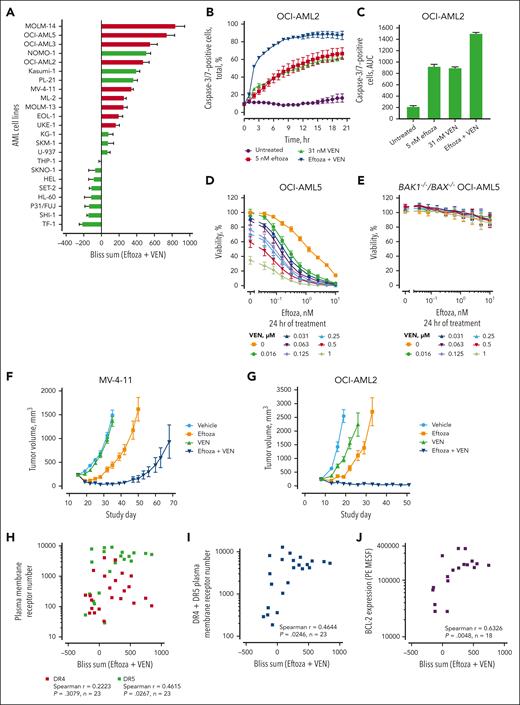 The activity of eftoza is enhanced in combination with the BCL-2 selective inhibitor venetoclax in AML cell lines. (A) AML cell lines were treated with eftoza and venetoclax in combination for 24 hours and cell viability was determined using CellTiter-Glo. Synergy was assessed using the Bliss independence model,32 in which Bliss sums represent the cumulative Bliss scores across the combination matrix. Data represent the mean ± SEM of n = ≥3 independent experiments. Red bars depict cell lines expressing TP53wt; green bars depict cell lines harboring TP53mut. (B-C) Live-cell quantification of caspase-3/7 activation in OCI-AML2 cell line over a time period was measured by adding caspase-3/7 green dye at the beginning of treatment and monitoring the cells every hour using IncuCyte ZOOM. (B) Time- and dose-dependent change in caspase-3/7–positive cells as a percentage of total cells per well. Data represent mean ± SEM; n = 3. (C) Caspase-3/7 activity as measured using the area under the concentration-time curve (AUC) from panel B. (D) Dose-response curves of OCI-AML5 parental and (E) BAK1–/–/BAX–/– OCI-AML5 cells, treated alone or in combination with eftoza and venetoclax for 24 hours. Viability was determined using CellTiter-Glo (mean ± SEM; n = 3). (F) Tumor volume change in mice bearing MV-4-11 tumor cells treated with eftoza (3 mg/kg, q2d × 3, IP), venetoclax (50 mg/kg, qd × 6, po), or eftoza and venetoclax in combination. Data represent the mean ± SEM of 8 mice per treatment group. (G) Tumor volume change in mice bearing OCI-AML2 tumor cells treated with eftoza (3 mg/kg, q7d × 2, IP), venetoclax (25 mg/kg, qd × 14, po), or eftoza and venetoclax in combination. Data represent the mean ± SEM of 8 mice per treatment group. (H-J) The plasma membrane expression of DR4, DR5, total DRs (DR4 + DR5), and total BCL-2 expression were measured using flow cytometry in the panel of AML cell lines, and the Spearman rank correlation with the Bliss sums from panel A was determined. IP, intraperitoneally; po, by mouth; qd, daily; q2d; every other day; q7d, every 7 days.