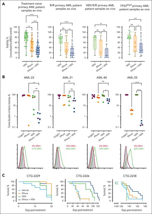 Eftoza in combination with venetoclax reduces tumor burden and improves survival in patient-derived preclinical models of AML. (A) CD45+ cells from patients with naive (n = 45) and R/R (n = 19) primary AML were treated ex vivo with either eftoza (5 nM), venetoclax (1 μM; VEN), or eftoza and venetoclax in combination for 24 hours, and the impact on viability determined from the Annexin V/-7AAD–positive population via flow cytometry compared with the dimethyl sulfoxide-treated control. The resulting data were further segregated to assess treatment responses in samples from patients with AML who were R/R to venetoclax (or collected while on venetoclax-based therapies; n = 7) or harbored TP53 mutations (n = 15). Statistical difference was determined using a Friedman test, in which ∗∗P < .01 and ∗∗∗∗P < .0001 were considered significant. (B) Disseminated AML PDX models were treated with huIgG1 (5 mg/kg, q2d × 5, IP), eftoza (5 mg/kg, q2d × 5, IP), venetoclax (50 mg/kg, qd × 21, po), or eftoza and venetoclax in combination at identical monotherapy doses and schedules, and the impact on tumor burden was determined in the bone marrow a week after the end of treatment (n = 5 mice per treatment). Median response is shown for each treatment (red bar). Flow cytometry histograms depict the percentage of DR4 (red) and DR5 (green) plasma membrane expression of huIgG1-treated AML cells harvested from the bone marrow of inoculated mice at the end of study. Gray represents the isotype negative control. Statistical difference was determined using a one-way analysis of variance with Tukey's post hoc test, for which ∗P < .05, ∗∗P < .01, and ∗∗∗∗P < .0001 were considered significant. (C) Patient-derived AML peripheral blood mononuclear cells were isolated by leukapheresis and injected into whole-body irradiated NOG-F mice. In 8 to 12 weeks, bone marrow engraftment was confirmed, and the mice were treated with vehicle, eftoza (3 mg/kg, q2d × 5, IP), venetoclax (50 mg/kg, qd × 21, po), or eftoza and venetoclax in combination, and the impact on survival (n = 8 mice per group) either after 20- or 28-day treatment was assessed. Statistical difference was determined using the Mantel-Cox test (supplemental Table 6). huIgG1, human immunoglobulin G1; ns, not significant; po, by mouth; qd, daily; q2d, every other day.
