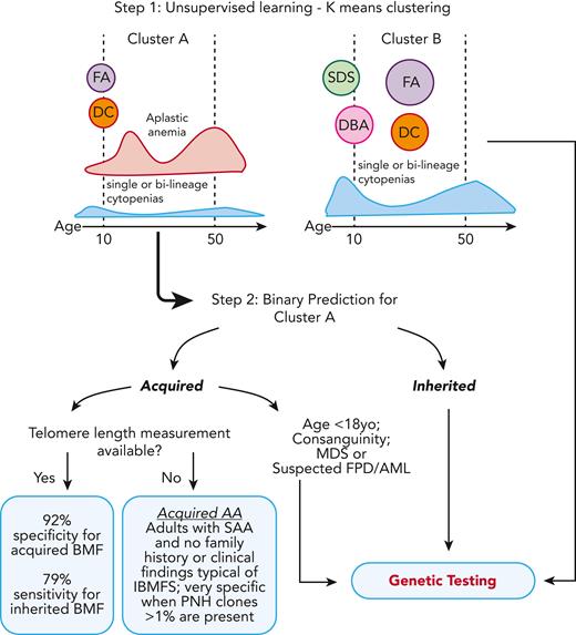 Two-step clustering and classification model for decision making in BMF. In the first step of the model, K-means clustering grouped cases into clusters A and B, which correlated with clinical diagnosis. Cluster A was enriched for cases of FA and DC, patients who had AA at young ages, and cases with AA and single or bilineage cytopenias over a broad spectrum of age but most frequently 20 and 50 years old. In contrast, cluster B was enriched for classical inherited BMF, including early disease onset DBA and SDS, and cases of FA and DC in middle age. In the second step, a classification model specific to cluster A was developed for binary prediction of cases as acquired and inherited. The cluster A–specific algorithm accurately predicted the BMF etiology in 79% of cases with IBMFS (model sensitivity) and 92% of cases with likely immune BMF (specificity) when TL data were available. The model lost accuracy without TL, a top predictive factor. However, in the absence of TL data, IBMFSs were rarely seen in adults with SAA and no family history or a phenotype suggestive of inherited disease; presence of PNH clone >1% within this group had a specificity of 100% for acquired AA. yo, years old.