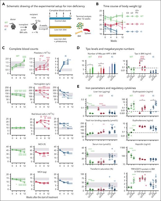 Effects of iron deficiency on MPN phenotype. (A) Schematic drawing of the experimental setup for the BM transplantations and induction of iron deficiency. (B) Time course of body weight (n = 6-8 mice per group). (C) Complete blood counts (n = 6-8 mice per group) are shown at the indicated times. (D) The numbers of megakaryocytes (Mks) per 10 high-power fields (HPFs) counted in sternum sections of mice at original magnification ×400 are shown (left); n = 3 mice per genotype and treatment group. Thrombopoietin (Tpo) concentration in BM lavage (1 femur and 1 tibia) is shown (right). Dotted line indicates the limit of detection of the assay. (E) Iron parameters and regulatory cytokines. Group size was n = 4 to 8 mice per genotype and treatment group. The data presented in panels D and E were obtained at terminal workup, 8 weeks after start of treatment for Ki mice, at 12 weeks for E12 mice, and at 14 weeks for WT mice. Note that logarithmic scales are used for iron regulatory cytokines (Epo, erythroferrone, and hepcidin). All data are presented as mean ± standard error of the mean. Two-way ANOVA with subsequent Tukey test or Dunnett posttest was used for multiple-group comparisons. ∗P < .05, ∗∗P < .01, ∗∗∗P < .001, ∗∗∗∗P < .0001. CD, control diet; LD, low-iron diet; LD+Phl, low-iron diet plus phlebotomy.