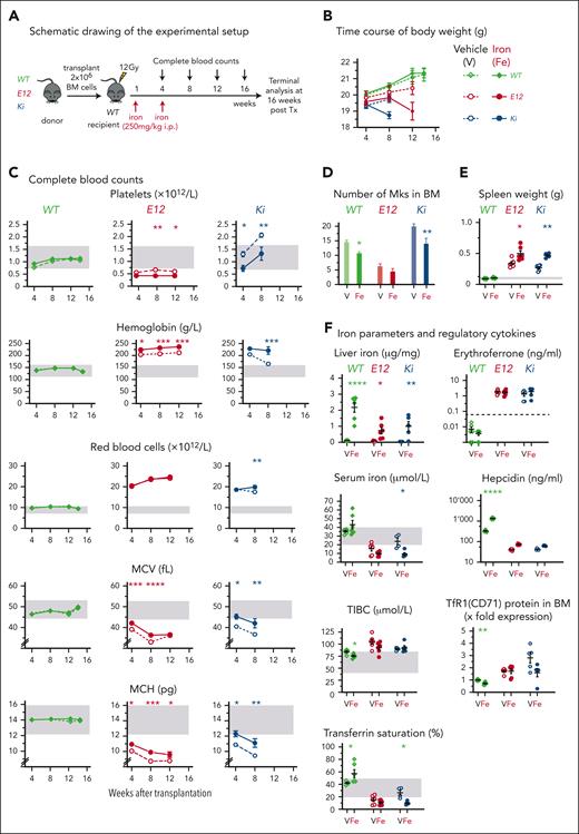 Effects of parenteral iron injections on MPN phenotype. (A) Schematic drawing of the experimental setup for BM transplantations and iron injections. (B) Time course of body weight (n= 6-8 mice per group). (C) Complete blood counts of recipient mice (n = 6-8 mice per group) are shown at the indicated times. (D) Numbers of Mks per 10 HPFs counted in sternum sections of mice at original magnification ×400; n = 3 mice per genotype and treatment group. (E) Spleen weight at terminal analysis. (F) Iron parameters and regulatory cytokines at terminal analysis. Note that logarithmic scales are used for iron regulatory cytokines (erythroferrone and hepcidin). Group size was n = 4 to 8 mice per genotype and treatment group. Erythroferrone and hepcidin levels (shown on logarithmic scale) together with total iron binding capacity (TIBC) and transferrin saturation were determined in serum. All data are presented as mean ± standard error of the mean. Two-way ANOVAs with subsequent Dunnett posttest or Sidak posttest were used. One-way ANOVA with subsequent Tukey posttest was used to compare spleen weight (D). ∗P < .05; ∗∗P < .01; ∗∗∗P < .001; ∗∗∗∗P < .0001.