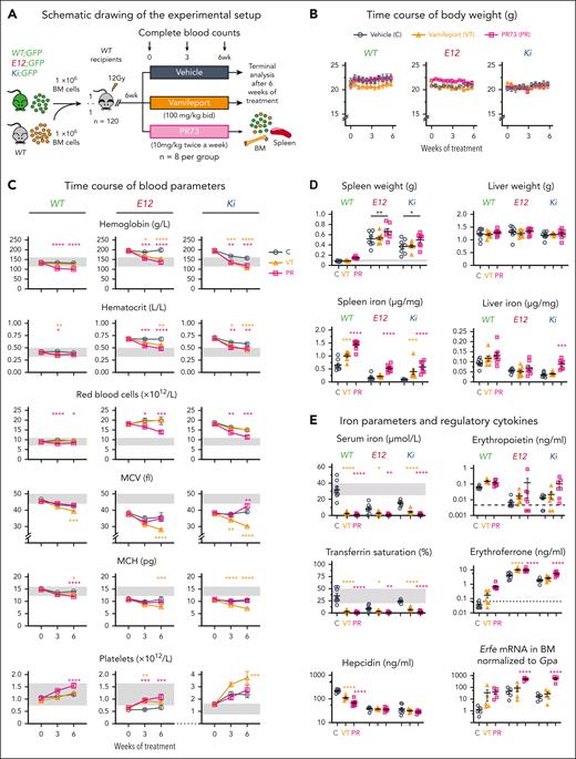 Effects of ferroportin inhibition on MPN phenotype in mice with PV. (A) Schematic drawing of the experimental setup for the BM transplantations and treatment with ferroportin inhibitor vamifeport and the hepcidin mimetic PR73. (B) Time course of body weight (n = 8 mice per group). (C) Complete blood counts of recipient mice (n = 8 mice per group) are shown at the indicated times. (D) Analysis of the spleen and liver at terminal workup. (Top) Spleen and liver weight, (bottom) iron concentration in the spleen and liver. (E) Iron parameters and regulatory cytokines at terminal workup. Note that logarithmic scales are used for iron regulatory cytokines (Epo, erythroferrone, and hepcidin). All data are presented as mean ± standard error of the mean. One- and two-way ANOVA with subsequent Dunnett posttest were used. ∗P < .05; ∗∗P < .01; ∗∗∗P < .001; ∗∗∗∗P < .0001.