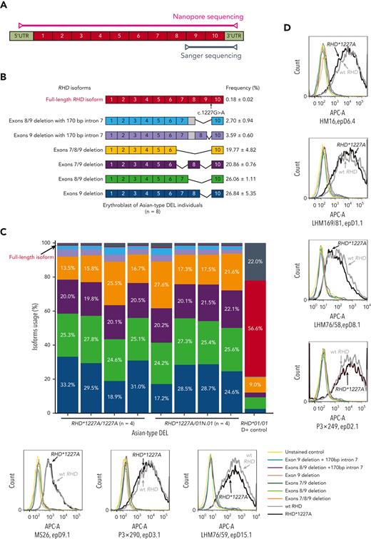 Analysis of RHD transcripts from individuals with Asian-type DEL. (A) The schematic diagram of full-length RHD transcript and the primer positions for Sanger sequencing and Nanopore sequencing analyses. Specifically, the primers for fragment amplification of RHD transcripts and Sanger sequencing located on exon 8 to 9 and 3’-UTRs to cover the c.1227A mutation of RHD and the primers for whole coding region amplification of RHD transcripts and Nanopore sequencing located on 5’-UTRs and 3’-UTRs. (B) Schematic representation of RHD transcripts identified in individuals with Asian-type DEL. The RT-PCR products of full-length RHD coding region, which were amplified using cDNA from the cultured erythroblast of individuals with Asian-type DEL, were analyzed using Nanopore sequencing. The top 7 major types of RHD transcripts identified in individuals with Asian-type DEL are presented. The structural schematic diagram and frequency of RHD transcripts are indicated in the right panel. Different types of transcripts are indicated by various colors. (C) Barplot showing the frequencies for major types of RHD transcripts in each individual with Asian-type DEL (n = 8) or D+ control sample. The color codes for different types of transcripts are identical to those in panel B. The red bar indicates the full-length transcripts, which was identified in all individuals with Asian-type DEL with lower abundance (mean, 0.18%) but higher abundance in D+ control (56.6%). The gray bar indicates other types of transcripts. In the D+ control, 3 major transcripts including the full-length RHD transcript in the red bar, the truncated transcripts with exon 7 deletion (19.0% of total, shown in the gray bar accompanied by several other low-frequency transcripts), or exons 7/8/9 deletion (9.0%) in the orange bar, were identified as shown in one previous study.23 (D) Recognition of RhD antigenic epitopes using anti-D mAbs in vitro. The top 7 types of RHD transcripts identified in Asian-type DEL erythroblasts were cloned into an expression vector and cotransfected into HEK 293T cells with wt RHAG construct. RhD antigen on the transfected cell surface was measured compared with unstained cell negative control and wt RHD-positive control using flow cytometry with 7 different anti-D mAbs.