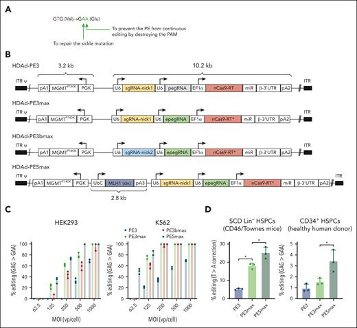 HDAd vectors expressing prime editors and in vitro validation. (A) Intended base conversions. The goal is to convert the GTG (Val) codon to a GAA (Glu) codon to repair the sickle mutation (T>A) and to prevent the PE from continuing editing by destroying the PAM (G>A silent mutation). (B) Schematics of HDAd vectors used in this study. The prime editing machinery consists of (1) a prime editing guide RNA (pegRNA), capable of identifying the target nucleotide sequence to be edited and encoding new genetic information that replaces the targeted sequence. The pegRNA consists of an extended single guide RNA (sgRNA) containing a primer binding site (PBS) and a reverse transcriptase (RT) template sequence. During genome editing, the primer binding site allows the 3’-end of the nicked DNA strand to hybridize to the pegRNA, whereas the RT template serves as a template for the synthesis of edited genetic information.8 epegRNA indicates the addition of engineered stabilizing structure at 3’-end of pegRNA for extended pegRNA expression and improved editing activity.10 (2) nCas9-RT. The SpCas9 nickase (nCas9) contains a H840A mutation to inactivate one of its two nuclease domains, thereby disabling its capability of making double-stranded DNA breaks and only allowing single strand DNA nicking. The Cas9 nickase is linked to a M-MLV RT capable of synthesizing DNA from a single-stranded RNA template. The nCas9-RT∗ in PEmax vectors designate optimization in codon usage, nuclear localization signals, and nCas9 activity through mutations. (3) sgRNA-nick is the sgRNA that directs the nCas9 to nick the nonedited DNA strand. The nick location of sgRNA-nick1 is 72 bp away from the pegRNA-induced nick. SgRNA-nick2 spacer partially overlaps with the pegRNA spacer and only matches with the PAM-containing strand after editing occurs, thereby minimizing indel frequency. (4) dominant negative MLH1 inhibits endogenous MLH1 through inhibition, thereby reducing cellular mismatch repair responses and increasing prime editing efficiency.9 Additional elements of the PE cassette include U6: U6 RNA polymerase III promoter; EF1α: Elongation factor 1α promoter, miRNA/β-3’UTR: miR-183-5p and miR-218-5p target sites embedded into β-globin to suppress nCas9-RT expression in HDAd producer cells, thus avoiding vector rearrangements, and supporting high vector production yields30; (pA1: BGH pA; pA2: SV40 pA, pA3: rabbit β-globin pA). The vectors also contain a PGK-MGMTP140K expression cassette used before.16 Note that PE3 is an earlier version of the prime editing system8 whereas PEmax consists of codon- and activity-optimized nCas9-RT components.9 (C) Analysis of G>A (silent PAM site) editing in cell lines. Human embryonic kidney (HEK) 293 and erythroid K562 cells (both without the SCD mutation) were transduced with HDAd vectors expressing either PE3, PE3max, PE3bmax, or PE5max at the indicated MOIs. Three days later, DNA was subjected to Sanger sequencing. Data shown here are from 2 independent experiments. (D) Editing of the target T>A site in Lin– BM cells from SCD CD46/Townes mice. Lin– cells, a fraction that is enriched for HSPCs, was infected with the 3 HDAd-PE vectors at an MOI of 500 vp/cell and editing was analyzed 4 days later using NGS of the target region. n = 3 donor mice; ∗P < .05. (E) Analysis of G>A (silent PAM site) editing in CD34+ cells from 3 healthy donors using NGS. Editing was measured at 4 days after transduction. MOI = 500 vp/cell. ∗P < .05. Statistical significance was assessed using one-way ANOVA with Šidák’s multiple comparisons test to calculate P values. pA, polyadenylation signals; UbC, human ubiquitin C promoter.31
