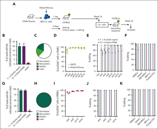 Correction of the SCD mutation by ex vivo HSC transduction. (A) Schematic of the experiment. BM Lin− cells were harvested from CD46/Townes mice and transduced with HDAd-PE5max at an MOI of 500 vp/cell. Cells were then either cultured for 3 days or transplanted into lethally irradiated C57BL/6 mice at 24 hours after transduction. The mice were followed for 16 weeks. For further evaluation of long-term repopulating cells, BM Lin− cells from these mice were then used for secondary transplantation and these mice were monitored for another 16 weeks. (B and C) Analyses of day 3 cultures and colonies. (B) Target base conversions and indel frequency measured using NGS. Lin− cells isolated from 3 independent donors were analyzed (n = 3 animals). (C) Allelic analysis in single Lin– cell–derived progenitor colonies (n = 30). Editing was measured using Sanger sequencing at day 11 after plating of transduced Lin– cells derived from a representative mouse. (D-H) Analyses of transplanted primary mice. (D) Engraftment of HDAd-PE5max–transduced HSCs measured using flow cytometry of human CD46 expression in PBMCs. (E) Analysis of target site editing (T>A, sickle site and G>A, silent PAM site) using Sanger sequencing in PBMCs at different time points after transplantation (n = 5 animals). (F) Editing (Sanger) at week 16 in PBMCs, splenocytes, BM MNCs, BM Lin– cells and pooled progenitor colonies from plated Lin– cells (Pooled CFU). (G) Target base conversions and indel frequency in BM MNCs (week 16) measured using NGS. (H) Allelic analysis in progenitor colonies derived from week-16 BM Lin– cells (n = 36). Colonies from 3 individual mice were analyzed using Sanger sequencing (n = 12 for each mouse). All colonies had a 100% editing rate. (I-K). Analyses of secondary recipients similar to panels D-H. For panels C, E, F, H, J, and K, editing was measured using Sanger sequencing. For panels D-G, I-K, each symbol represents an individual mouse.