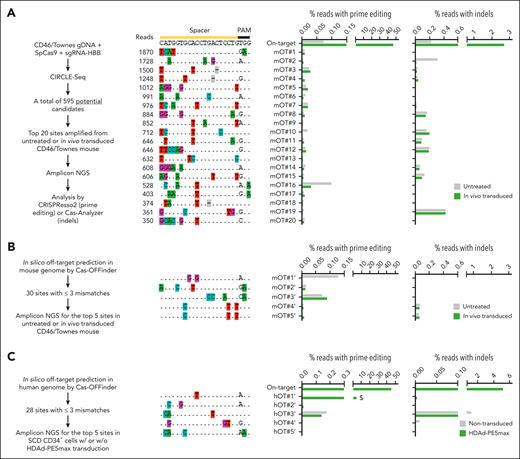 Analyses of OT effects. (A) OT editing measured using amplicon deep sequencing at the top 20 potential CIRCLE-seq nominated sites. The workflow is illustrated on the left side. Genomic DNA was isolated from BM MNCs of an untreated mouse or the mouse showing highest on-target editing after in vivo transduction with HDAd-PE5max. OT prime editing (middle bar graph) was calculated based on the percentage of reads with the G/T/C > A conversion at position +4 (corresponding to sickle mutation), counting the predicted nicking site as position +1. If position +4 was already an A in the wild-type allele, the calculation was performed based on the percentage of G/T/C > A conversion at position +5 (corresponding to the silent PAM mutation). Percentage of reads with indels was also analyzed (right bar graph). (B) OT editing at the top-5 ranked potential sites in mouse genome nominated through in silico prediction using Cas-OFFinder. Genomic DNA samples were the same as those in A. The workflow is illustrated on the left side. (C) OT editing at the top-5 ranked potential sites in human genome nominated through in silico prediction using Cas-OFFinder. Genomic DNA was isolated from untreated or HDAd-PEmax–transduced and selected SCD CD34+ cells. Percentage of reads with prime editing and indels are shown. Note that hOT#1’ (highlighted by a $ symbol) maps to the HBD site and only bears 1 bp mismatch at the on-target site.