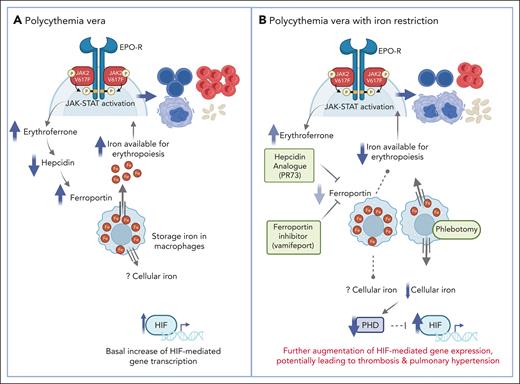 (A) In polycythemia vera, erythropoietin-independent JAK-STAT activation results in increased erythroferrone production to support iron availability for enhanced erythropoiesis. There is also basally increased hypoxia inducible factor (HIF). (B) Iron restriction in polycythemia vera biases the pre-megakaryocytic/erythroid progenitor toward megakaryopoiesis, reducing hemoglobin/hematocrit and increasing platelet count. Reduced cellular iron induced by phlebotomy decreases PHDs, which are the primary negative regulators of HIFs, resulting in further augmentation of HIF activity. Created with BioRender.com.