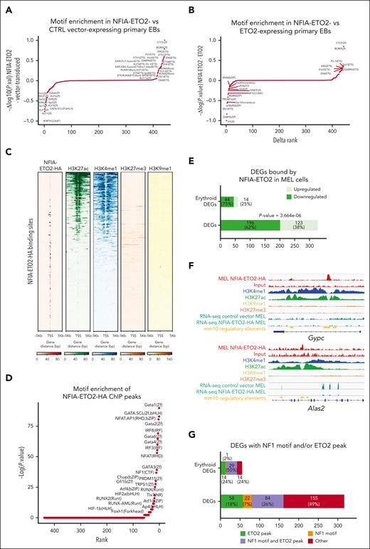NFIA-ETO2 expression alters chromatin accessibility and binds to gene loci encoding regulators of erythroid differentiation. (A) Comparative motif enrichment in primary EBs expressing NFIA-ETO2 or CTRL of ATAC-seq peaks via HOMER. Motifs were ranked according to the variation of normalized P values calculated for peaks detected in the CTRL (negative values) and the NFIA-ETO2 expressing EBs (positive values). (B) Comparative motif enrichment in primary EBs expressing NFIA-ETO or ETO2 from ATAC-seq peaks via HOMER. Motifs were ranked based on the variation of normalized P values calculated for peaks detected in the ETO2- (negative values) and NFIA-ETO2–expressing primary EBs (positive values). Waterfall plot was made after substraction of the peaks detected in control conditions of both experiments.9 (C) Heatmaps representing ChIPseq read intensities of the NFIA-ETO2-HA (red), H3K4me1 (blue), H3K27ac (green), H3K27me3 (orange), and H3K9me1 (yellow). Each heatmap corresponds to the sum of reads mapped to the region focused on NFIA-ETO2-HA peak centers with ±5 kb. (D) Waterfall plot showing enriched motifs associated with NFIA-ETO2-HA peaks in MEL cells expressing NFIA-ETO2-HA built using HOMER. Motifs are ranked according to their P values. (E) Barplot representing DEGs (obtained in the RNA-seq analysis of NFIA-ETO2 and vector-transduced MEL cells) located in the vicinity of NFIA-ETO2-HA peaks. DEGs related to erythropoiesis were acquired through literature-based search (Erythroid DEGs). (F) Genome browser snapshots of ChIPseq tracks showing the binding of NFIA-ETO2-HA (red), H3K27ac (green), H3K4me1 (blue), H3K9me1 (yellow,) and H3K27me3 (orange) to the Gypc and Alas2 loci, and their RNA-seq tracks (dark green) showing their normalized expression in MEL cells. The known cis-regulatory element in the mm10 mouse genome from ENCODE data are indicated in the yellow track. (G) Bargraph representing NFIA-ETO2-HA peaks containing NFIA motif and/or overlaping with ETO2 peak, which were located in the vicinity of DEGs (obtained via the RNA-seq analysis of NFIA-ETO2 and vector-transduced MEL cells). HA, hemagglutinin.