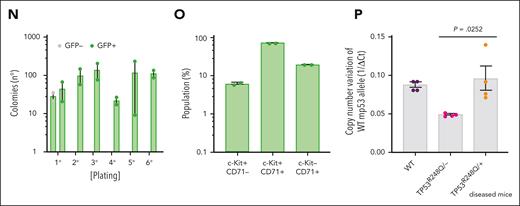 NFIA-ETO2–expressing TP53R248Q/+ hematopoietic cells induce erythroleukemia in mice. (A) Kaplan Meier plot of disease-free mice recipients of NFIA-ETO2–expressing (red line = primary recipients, n = 9; purple line = secondary recipients, n = 8) or CTRL TP53R248Q/+ cells (blue dashed line n = 4). (B) Spleens of a control (left) and a symptomatic mouse (right) that received transplantation with NFIA-ETO2–expressing TP53R248Q/+ cells (right). (C) Wright-Giemsa–stained peripheral blood smear from a diseased mouse showing 2 EBs (original magnification ×100; scale bar, 10 μm). (D-F) Images of H&E-stained sections of BM (D), spleen (E), and liver (F) of diseased mice that received transplantation with NFIA-ETO2–expressing TP53R248Q/+ EBs (original magnification ×40; scale bar, 30 μm). (G) Spleen and liver weight of symptomatic mice that received transplantation with NFIA-ETO2–expressing (red dots; n = 8) or CTRL cells (blue dots; n = 4). (H-J) Peripheral WBC (×109/L) (H), RBC counts (×1012/L) (I), and PLT counts (×109/L) (J) in symptomatic mice that received transplantation with NFIA-ETO2–expressing TP53R248Q/+ (red dots, n = 8) compared with mice that received transplantation with CTRL cells (blue dots; n = 4). (K) Fraction of transduced GFP+ cells (%) before transplantation (T) and at termination of the experiment in mice that received transplantation with NFIA-ETO2- (red dots; n = 8) or CTRL (blue dots; n = 4) EBs. (L) Kit and CD71 surface expression in total BM cells (in percentage) from symptomatic mice that received transplantation with NFIA-ETO2–expressing TP53R248Q/+ cells (n = 8) or vector-transduced control (CTRL) cells (n = 4). (M) CD71 and Ter119 surface expression in total BM cells (in %) from symptomatic mice that received transplantation with NFIA-ETO2–expressing TP53R248Q/+ cells (n = 8) or CTRL cells (n = 4). (N) Colony formation by GFP+ and GFP− EBs harvested from symptomatic mice that received transplantation with NFIA-ETO2–expressing TP53R248Q/+ cells. Shown are absolute numbers of colonies from first to the sixth consecutive plating in MC. (O) Kit and CD71 surface expression in cells (in %) from the second MC plating of GFP+ cells from symptomatic mice that received transplantation with NFIA-ETO2–expressing TP53R248Q/+ cells. (P) Quantification of Tp53 alleles in BM cells from WT (purple dots), TP53R248Q/− (pink dots), and from symptomatic mice that received transplantation with NFIA-ETO2–expressing TP53R248Q/+ cells (orange dots) assessed via PCR analysis. Values are presented as individual points; bar graphs represent the mean value of independent biological replicates (n); and error bars are standard error of the mean. Statistical significance was tested with unpaired two-tailed t tests. H&E, hematoxylin and eosin.