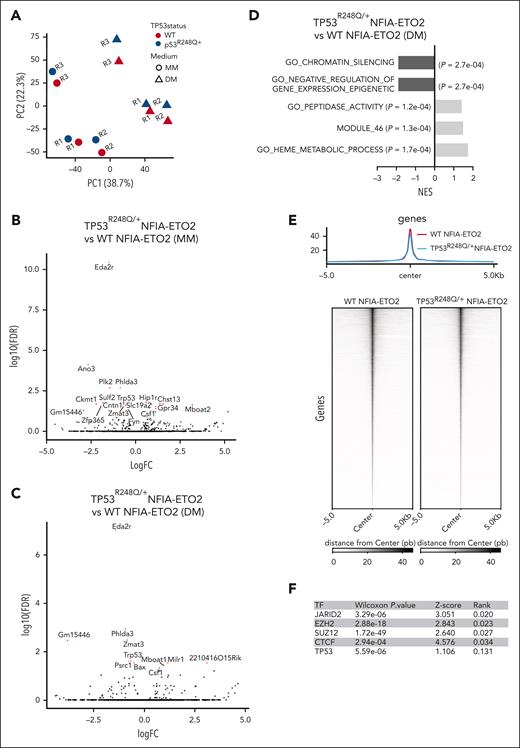Downregulation of known TP53 target genes in NFIA-ETO2–expressing TP53R248Q/+ EBs. (A) PCA of gene expression signatures of WT or TP53R248Q/+ EBs expressing NFIA-ETO2 (WT, red; and TP53R248Q/+, blue) grown in MM (dot) or 24 hours in DM (triangle). Each point represents one sample, colored and shaped based on its TP53 status (WT or TP53R248Q/+) and the medium in which the cells were cultured (MM vs DM), respectively. (B) Volcano plot showing DEGs in NFIA-ETO2–expressing WT- vs TP53R248Q/+ EBs grown in MM. Dysregulated genes are colored in red (FDR <0.05). (C) Volcano plot showing DEGs in NFIA-ETO2–expressing WT- vs TP53R248Q/+ EBs grown in DM for 24h. Dysregulated genes are colored in red (FDR <0.05). (D) Selected positive and negative GSEA enrichment scores of DEGs obtained in NFIA-ETO2–expressing TP53R248Q/+ EBs when compared with NFIA-ETO2–expressing WT EBs cultured in DM (p-adj <0.1). (E) Profile plots representing ATAC-seq signals from WT and TP53R248Q/+ NFIA-ETO2–expressing EBs. Profile-plots were focused on peaks centers with ±5 kb. The heatmap represents the hierarchical clustering of ATAC-seq signals, performed with WT and TP53R248Q/+ NFIA-ETO2–expressing EBs. Heatmaps were also focused on peak centers with ±5 kb. (F) BART-predicted transcription factors that most likely suppress the downregulated genes in TP53R248Q/+ NFIA-ETO2–expressing EBs. (G) Selected positive and negative GSEA enrichment scores of DEGs of patients with AEL with TP53 mutations vs patients with AEL without TP53 mutations (padj <0.05). Data from Iacobucci et al.8 (H) Mean expression (count per million) of DEG-up and DEG-down in patients with AEL with (red dots) or without (green dots) TP53 mutations. DEG-up and DEG-down are the gene signatures comprising significantly upregulated (left) and downregulated (right) found to be differentially expressed in NFIA-ETO2–expressing TP53R248Q/+ EBs. Shown are AEL RNA-seq samples from Iacobucci et al.8 (I) Relative mean expression of DEG-up and DEG-down in patients with AML with (red dots) or without (green dots) TP53 mutations. DEG-up and DEG-down are the gene signatures comprising significantly upregulated (left) and downregulated (right) found to be differentially expressed in NFIA-ETO2–expressing TP53R248Q/+ EBs. Shown are AML microarray samples from the TCGA project. BART, binding analysis for regulation of transcription,