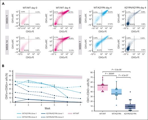 SLFN14 deficiency results in defective MK differentiation. (A) Example plots of flow cytometry analysis of day 4 differentiated imMKCL cells, indicating the percentage of CD41a+, CD42a+, and CD41a+/CD42a+ MK. WT/WT cells were measured at passage weeks 9 and 14, and WT/K219N and K219N/K219N cells were measured at passage weeks 2 and 7. (B) Percentage of CD41a+/CD42a+ cells over time for 2 clones each of WT/K219N and K219N/K219N cells (left). A trend line with error margins (gray area) was fitted for WT/WT cells measured over 14 weeks in culture and added to the graph. Comparison of mean CD41a+/CD42a+ cells for WT/WT, WT/K219N, and K219N/K219N cells show a significant decrease in double positive cells in SLFN14-deficient cells, as measured during different passage weeks (right). Boxplots represent the middle 50% of the data points, with 25% outliers as whiskers and the mean as a black horizontal line. All individual data points were added as dots to the graph. P values were determined using the pairwise Wilcoxon test.