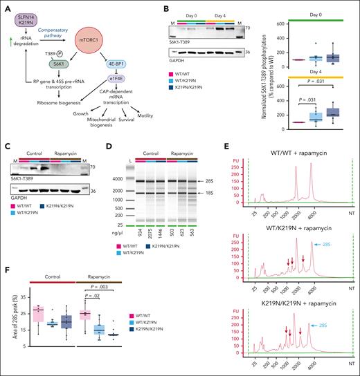 Overactivation of mTORC1 pathway acts as a compensatory mechanism for rRNA degradation. (A) Schematic overview of the mTORC1 pathway. We hypothesized that increased rRNA degradation mediated by SLFN14 K219N stimulates mTORC1 signaling as a compensatory mechanism. Active mTORC1 signaling stimulates ribosomal biogenesis via phosphorylation of S6K1-T389. In addition, mTORC1 is involved in cell growth, survival, motility, and mitochondrial biogenesis. Figure created using BioRender.com. (B) Representative immunoblots showing phosphorylated S6K1-T389 protein expression in undifferentiated cells and day 4 MK for WT/WT, WT/K219N, and K219N/K219N conditions (left). Glyceraldehyde-3-phosphate dehydrogenase (GAPDH) was used as the loading control for normalization. Quantification of immunoblot data for 6 (day 0) and 7 (day 4) independent differentiation experiments show a significant increase in S6K1-T389 phosphorylation in WT/K219N and K219N/K219N day 4 MK compared with WT/WT, whereas no difference was seen in undifferentiated cells (day 0). Analysis performed on cells between passage weeks 10 to 13 for WT/WT and between weeks 3 and 6 for WT/K219N and K219N/K219N (right). Statistics were performed with a pairwise Wilcoxon test for all comparisons. (C) Immunoblot analysis showing a complete lack of S6K1-T389 phosphorylated protein in day 4 MK treated with rapamycin (and without) at passage week 5. GAPDH was used as a loading control. (D) Gel electrophoresis analysis shows rapamycin treatment exacerbates rRNA degradation in SLFN14 K219N cells. Analysis of cells at passage week 5. (E) Electrophoresis traces of rapamycin-treated cells show increased RNA degradation fragment peaks (red arrows) and reduced 28S peaks (light blue arrows) in WT/K219N cells and an even stronger effect in K219N/K219N day 4 MK. Analysis performed on cells at passage week 5. (F) Treatment with rapamycin significantly reduces the area of the 28S peak for both WT/K219N and K219N/K219N on day 4 MK. Analysis performed on cells between passage weeks 3 to 5. Statistics were performed with a pairwise Wilcoxon test for all comparisons. Boxplots for all panels represent the middle 50% of the data points, with 25% outliers as whiskers and the mean as a black horizontal line. All individual data points were added as dots to the graph. FU, fluorescence units; NT, nucleotides.