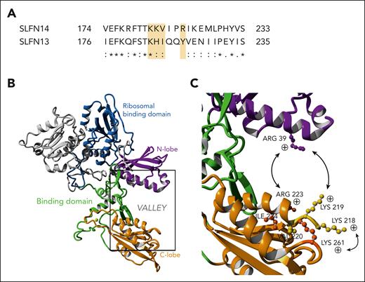 Variants in positively charged patches flanking the binding valley of SLFN14 result in altered protein function. (A) Sequence homology between human SLFN14 and SLFN13 shows conservation of positively charged amino acid side chains for known TP-related variants (yellow highlight). “∗” indicates a fully conserved residue; “:” a conservation between groups of strongly similar properties, scoring >0.5 in the Gonnet PAM 250 matrix; and “.” a conservation between groups of weakly similar properties, scoring ≤0.5 in the Gonnet PAM 250 matrix. (B) Overview of the complete SLFN14 monomer (P0C7P3). Model based on known SLFN13 protein structure. Important function regions have been highlighted. (C) Closeup view of the valley region of SLFN14, containing positively charged residues with known variants related to TP (K218, K219, V220, and R223).