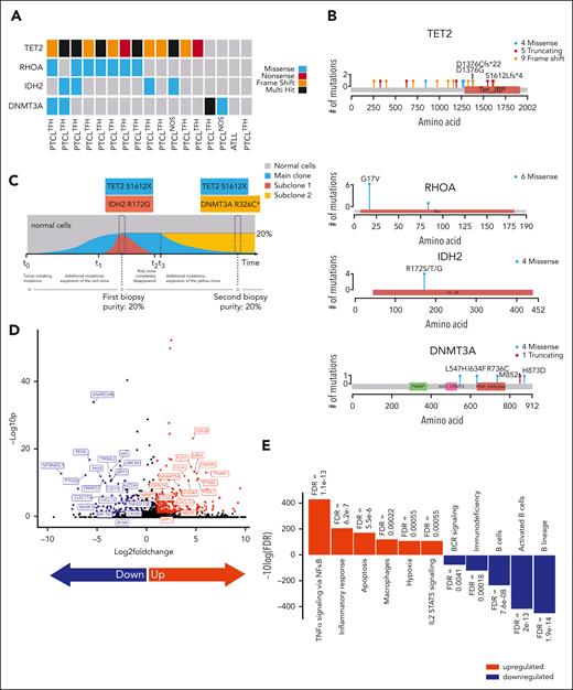 Genomic and transcriptomic analyses. (A) Oncoprint plot with driver mutations landscape in PTCL cohort. Each sample is shown on the x-axis, with 4 major driver mutations on the y-axis. Different colors depict different types of mutations. (B) Lollipop plots representing distribution of 4 major driver genes. All amino acid positions are depicted on the x-axis, with colored blocks representing protein domains. (C) Clonal evolution analysis of longitudinal biopsy samples from patient with relapsed disease. x-axis denotes putative time points of mutation emergence, and real time points of the biopsies. Main clone is colored with green, 2 subclones with red and yellow. (D) Volcano plot of differential gene expression in paired tumor specimens before (C1D-6) and after Aza priming (C1D1) by RNA sequencing analysis. (E) Waterfall plot with differentially expressed gene set terms. Each bar represents a gene set, red stands for upregulated gene set, and blue stands for downregulated gene set. Upregulated and downregulated genes were subjected to gene set enrichment analysis. Top DEG with bonferroni-adjusted P value < .05 and absolute log2FC higher than 1.