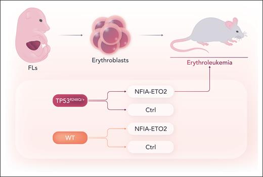 Fetal liver–derived TP53R248Q/+ murine erythroblasts retrovirally transduced with the NFIA-ETO2 fusion and transplanted into recipients induces a highly penetrant, transplantable erythroleukemia. By contrast, expressing NFIA-ETO2 in other genetic contexts (wild-type or Tp53+/− mutant cells) and transducing TP53R248Q/+ mutant cells with the control vector did not cause leukemia. Ctrl, control; FL, fetal liver; WT, wild type. Professional illustration by Somersault18:24.