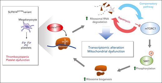 Proposed pathways underlying the phenotype of the SLFN14K219N variant. SLFN14K219N mutant leads to degradation of rRNA accompanied with compensatory activation of the mTORC1 pathway via phosphorylation of the ribosomal protein S6 kinase 1 (S6K1) at threonine 389 and enhanced ribosomal biogenesis. Inhibition of the mTORC1 pathway by rapamycin blocks ribosomal protein and increases degradation of rRNA. mTORC1 activation also leads to transcriptomic alteration and mitochondrial stress, resulting in thrombocytopenia and platelet dysfunction.