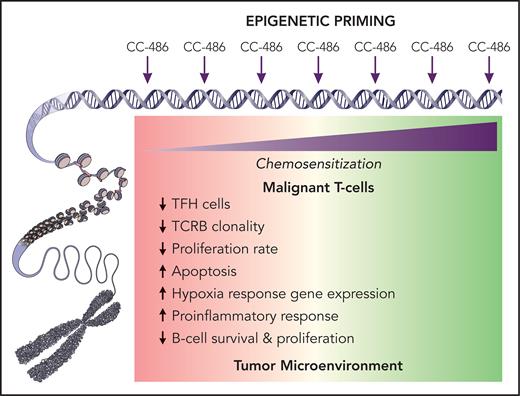Azacitidine at low doses serves as an epigenetic modifier by regulating DNA methylation, whereas at higher doses it can be directly cytotoxic. Ruan et al administered oral azacitidine (CC-486) prior to each cycle of cytotoxic CHOP therapy in PTCL. When examining pharmacodynamic effects on 5 paired tumor samples, they observed differential gene expression before and after CC-486 administration in gene sets related to inflammatory response and hypoxia, suggesting a favorable change in the composition of the tumor microenvironment (TME) facilitated by CC-486. Furthermore, gene-based cell subtype deconvolution showed a trend towards lower TFH lymphoma cells and proliferation suggesting a possible directly antineoplastic effect on malignant T cells, particularly TFH cells. Although the exact mechanisms of the potentially chemosensitizing changes remain to be further elucidated, epigenetic priming may lead to a favorably disposed and likely more “inflammatory” TME and synergy with cytotoxic chemotherapy or other partners. Professional illustration by Patrick Lane, ScEYEnce Studios.
