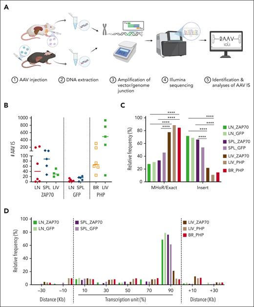 Retrieval of AAV ISs. (A) Schema of the experimental strategy. LN cells, SPL, and LIV tissues were collected from Zap70-deficient mice treated with AAV8. BR and LIV tissues were collected from Mecp2-deficient mice systemically injected with AAV-PHP. DNA was purified from the collected tissues and SLiM-PCR was performed to amplify vector/host-genome junction. PCR amplicons were assembled into libraries, sequenced, and reads were analyzed using RAAVIoli, a bioinformatics pipeline tailored to identify AAV ISs. (B) The numbers of AAV ISs retrieved from LN-derived mature T cells from LN, SPL, LIV, and BR tissues from the different groups of treated mice are presented with the median indicated as a colored line. (C) Relative frequency (indicated as percentage) of AAV ISs characterized by either precise homology breakpoints (Exact) and microhomology regions (MHoRs) between the vector and the host chromosomal sequences or random nucleotide insertions (insert). (D) Integration site distribution within gene bodies and their surrounding genomic regions. Each gene interval was quantified from the TSS up to the end of its coding region; this interval is considered as 100% and then normalized in bins of 20%. The surrounding genomic regions are divided in intervals of 20 kb. In panel C, statistical analyses were performed using a Fisher exact test ∗∗∗∗ P < .0001; see supplemental Table 2 for detailed statistical comparison.