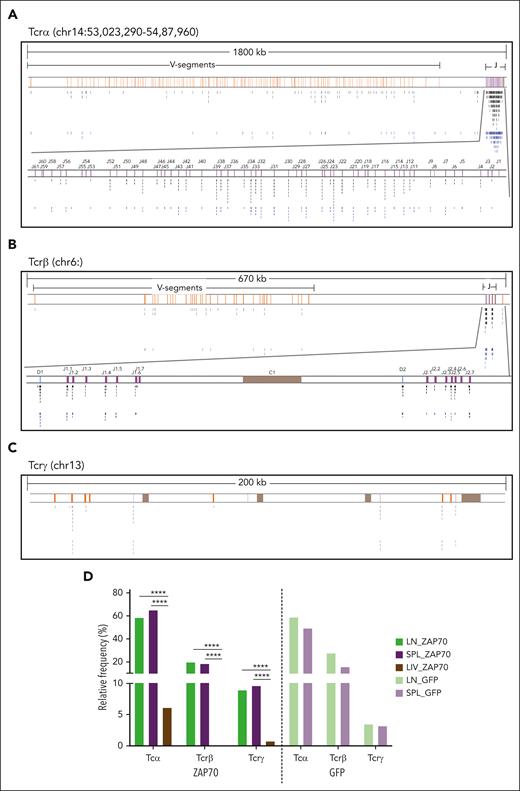 Distribution of AAV ISs within Tcr loci. (A-C) Genomic distribution of AAV IS in the LN and SPL data sets of ZAP70-treated mice and targeting TCR genes: TCRα (A), TCRβ (B), and TCRγ (C), as indicated. Genomic coordinates and scale are indicated in each panel. Black and blue lines indicate the position of the AAV IS from the LN (black) and SPL (blue) data sets. V, D, and J segments are indicated by yellow, blue, and purple rectangles, respectively. (C) Constant regions are represented as brown rectangles. Clusters of AAV ISs are identified in TCR genes, especially in the J-segment region, whose genomic area is enlarged below the Tcrα and Tcrβ loci; gene segment genomic coordinates were retrieved from IMGT, the international ImMunoGeneTics information system. (D) Gene targeting frequency (indicated as percentage) of Tcrα, Tcrβ, and Tcrγ in the different AAV ISs data sets as indicated.