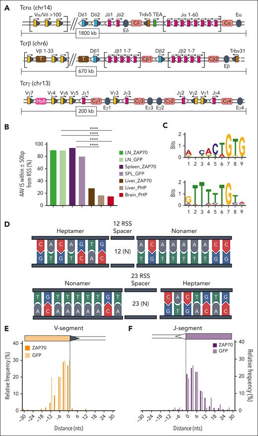 AAV integrations occurred at RAG-induced DSBs. (A) Schematic representation of the organization of the murine Tcrα/Tcrδ, Tcrγ, and Tcrβ loci. Genomic proportions are not preserved. V, D, and J segments are indicated by yellow, blue, and purple rectangles, respectively. RSS are represented as triangles close to the V, D, and J gene segments: RSS with a 12-bp spacer are indicated as grey triangles, RSS with a 23-bp spacer are indicated as white triangles. TCR constant regions are indicated as Ca, Cb, Cg and Cd and represented as pink rectangles. The T early exon (TEA) in the TCRα locus is represented by a green rectangle. Trypsinogen genes in the TCRβ locus (T) are represented by brown rectangles. Enhancers are represented by grey circles and indicated as E. Germ line transcription is indicated by black arrows above each segment. (B) Frequency (indicated as percentage) of AAV ISs surrounded by candidate RSSs in a genomic window of 100 bp (± 50 bp). (C) Significant motifs identified by MEME algorithm within the LN and SPL data set of ZAP70-treated mice. (D) Schema of the conserved heptamer and nonamer sequence of RSS. (E, F) Distribution of AAV ISs at the 3′ region of V segments (E) and at the 5′ region of J segments (F). Statistical analyses in panel B were performed using the Fisher exact test. ∗∗∗∗P < .0001. chr, chromosome; MEME, multiple Em for motif elicitation.