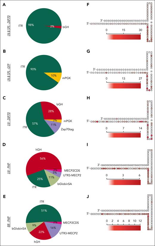 AAV genomic features at the vector/host-genome junction. (A-E) Pie charts indicating the frequency of AAV features found at the junction breakpoint between the integrated vector and the host genomic region for the different IS data sets as indicated. (F-J) Heatmap of the AAV 3′ITR secondary structure with the red scale indicating the frequency of AAV insertions occurring at the indicated nucleotide position for the different IS data sets. bGlobinSA, beta globin splice acceptor; CDS, coding sequence; hGH, human growth hormone; mPGK, murine phosphoglycerate kinase.