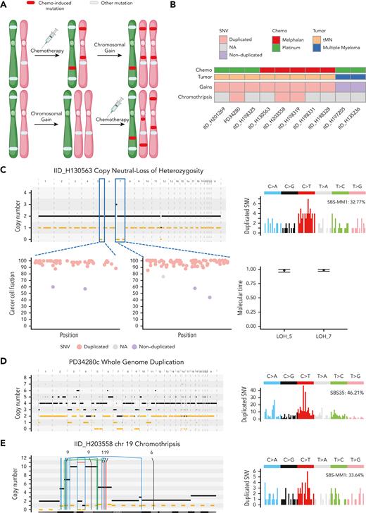 Chemotherapy-associated single-base substitution signatures as temporal barcodes. (A) Cartoons summarizing the rationale used to time chromosomal duplications according to chemotherapy exposure. (B) Heatmap revealing the pattern of timing for chromosomal duplications and chromothripsis events in relation to chemotherapy for 8 tMN and 2 cases of post-chemotherapy MM. (C) Example of 2 copy neutral loss of heterozygosity (CN-LOH) acquired after chemotherapy exposure. In this case, both CN-LOH contain duplicated mutations (bottom left) consistent with late acquisition, as confirmed by molecular time analysis (bottom right), and showing large SBS-MM1 (melphalan) signature contribution within duplicated (ie, pregain) mutations (top right). (D) Example of whole-genome duplication during tMN relapse (left). Duplicated mutations (right) showed a large contribution from SBS35 (platinum), suggesting that this event was acquired after platinum exposure. (E) Chromothripsis event on chromosome 19 (SMARCA4) with multiple duplications (left). Similar to (D), the duplicated mutational signature contribution within chromothripsis-associated amplifications (right) was enriched for the SBS-MM1 contribution, implying that the chromothripsis event was acquired after melphalan exposure. In (C-E), the horizontal black line indicates the total copy number and the dashed orange line indicates the minor copy number. In (E), the vertical lines represent SVs breakpoints, color-coded based on SVs class: blue, inversion; green, tandem-duplication; red, deletion; black, translocation.